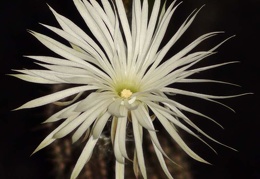 Setiechinopsis mirabilis S FG