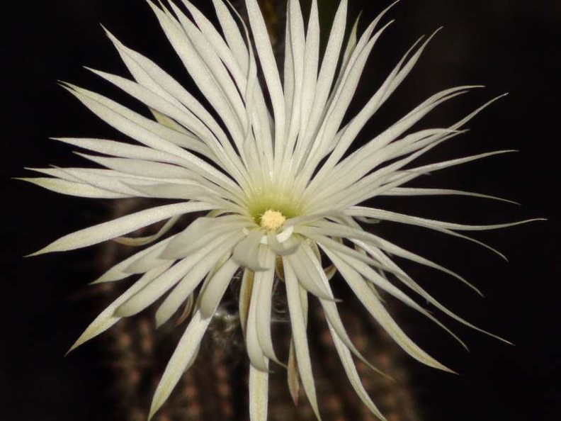 Setiechinopsis mirabilis S FG