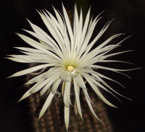 Setiechinopsis mirabilis S FG