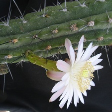Stetsonia coryne