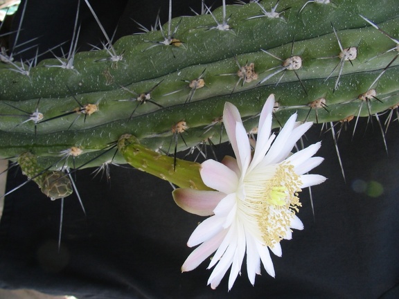 Stetsonia coryne (4484 відвідувань) Stetsonia coryne