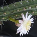 Stetsonia_coryne.jpg