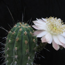 Stetsonia coryne 1