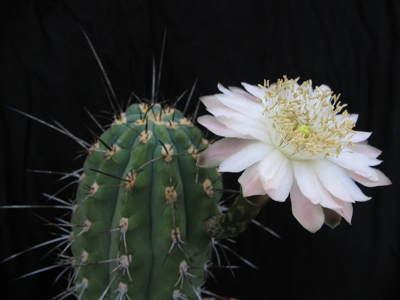 Stetsonia coryne 1