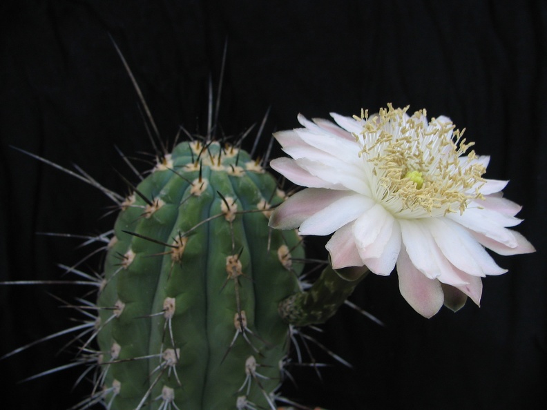 Stetsonia_coryne_1.jpg