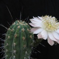 Stetsonia_coryne_1.jpg