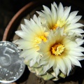 Strombocactus  disciformis Kovtun88