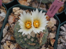 Strombocactus disciformis