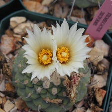 Strombocactus disciformis