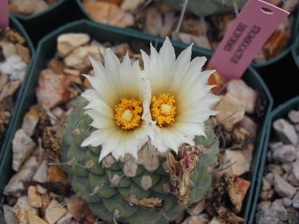 Strombocactus disciformis