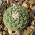 Strombocactus disciformis3