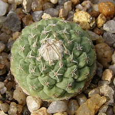 Strombocactus disciformis3