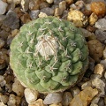 Strombocactus_disciformis3.jpg