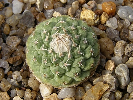 Strombocactus disciformis3