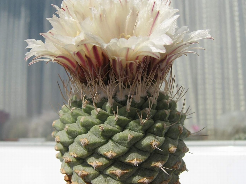 Strombocactus disciformis 001