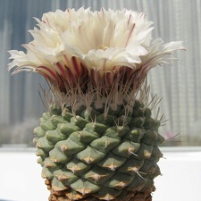 Strombocactus disciformis 001