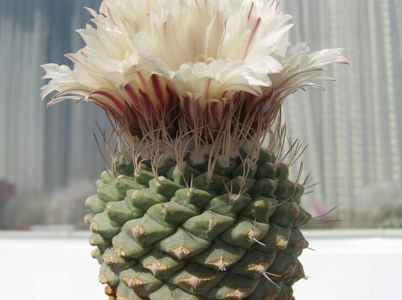 Strombocactus disciformis 001