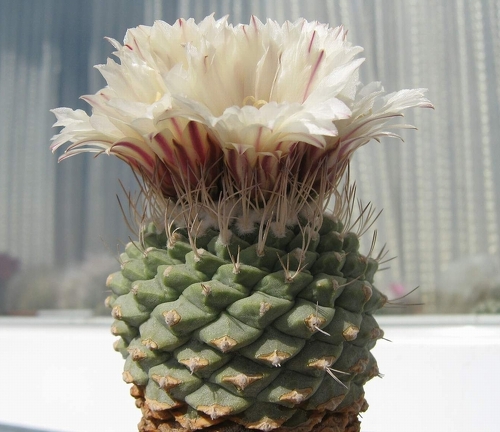 Strombocactus disciformis 001