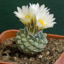 Strombocactus disciformis Aybolit FG