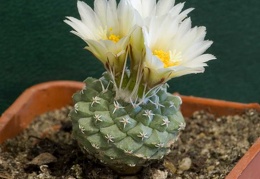 Strombocactus disciformis Aybolit FG