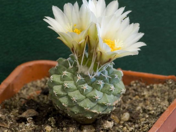 Strombocactus disciformis Aybolit FG