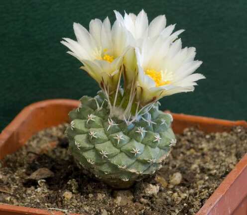 Strombocactus disciformis Aybolit FG