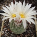 Strombocactus disciformis FG Bilyk