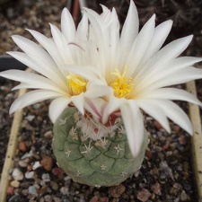 Strombocactus disciformis FG Bilyk