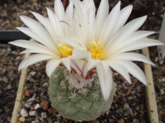 Strombocactus disciformis FG Bilyk