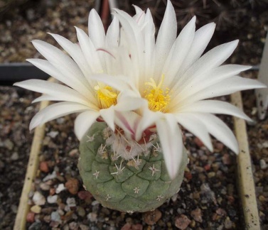 Strombocactus disciformis FG Bilyk