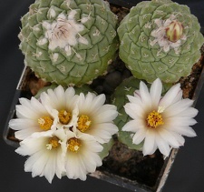 Strombocactus disciformis Kolesn FG