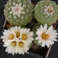 Strombocactus disciformis Kolesn FG