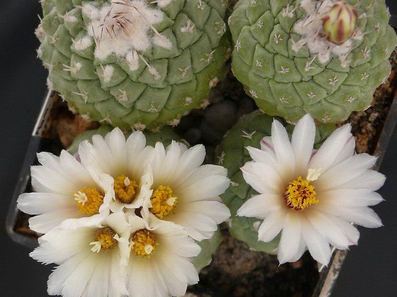 Strombocactus disciformis Kolesn FG