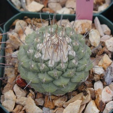 Strombocactus disciformis pl