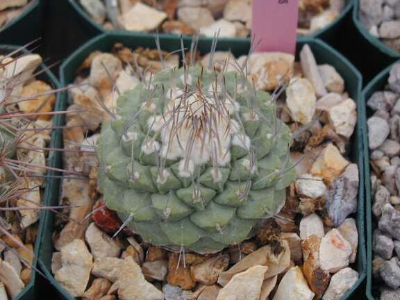 Strombocactus disciformis pl