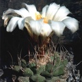 Strombocactus disciformis