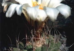 Strombocactus disciformis