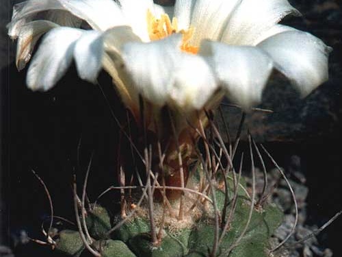 Strombocactus disciformis