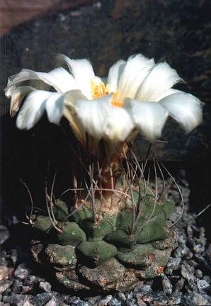 Strombocactus disciformis