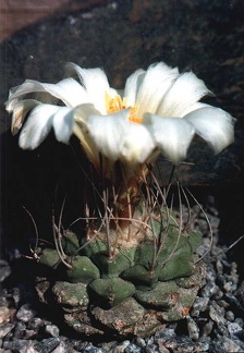 Strombocactus disciformis