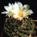 Strombocactus disciformis
