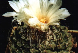 Strombocactus disciformis