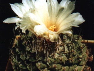 Strombocactus disciformis