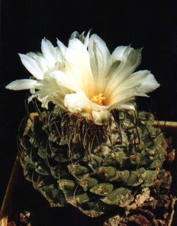 Strombocactus disciformis