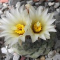 strombocactus disciformis Ru FG