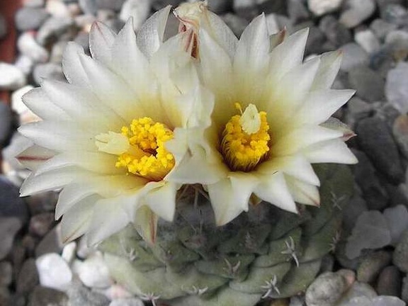 strombocactus disciformis Ru FG