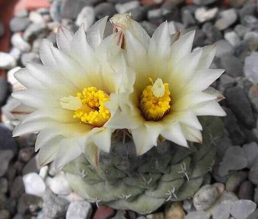 strombocactus disciformis Ru FG