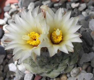 strombocactus disciformis Ru FG