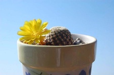 Ph Sulcorebutia langeri HS 240 VitNat