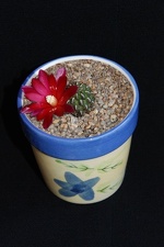 Ph Sulcorebutia steinbachii ID 136 Moksa